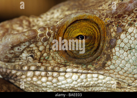 Parsons chameleon eye - Chameleo parsonii Foto Stock