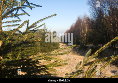 Hautes Fagnes riserva nella stagione invernale Schwarzbusch Eupen provincia di Liegi in Belgio Foto Stock