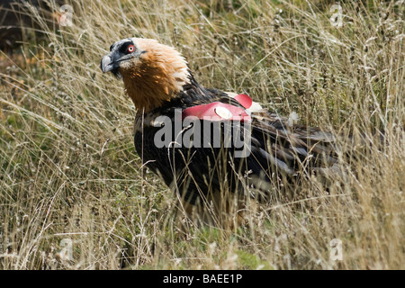 Gipeto eagle Gypaetus barbatus Ordesa Pirenei spagnoli Foto Stock