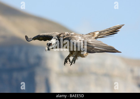 Gipeto eagle Gypaetus barbatus in volo Pirenei spagnoli Foto Stock