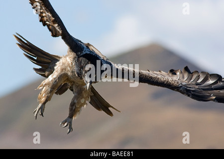 Gipeto eagle Gypaetus barbatus in volo Pirenei spagnoli Foto Stock