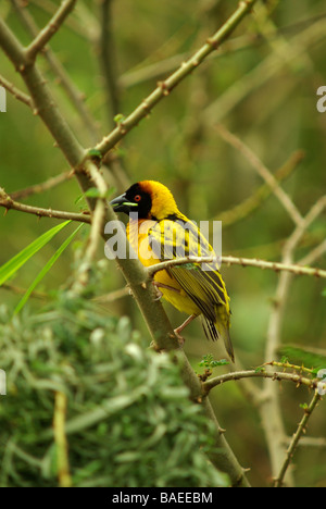 Testa nera Tessitore - Ploceus cucullatus Foto Stock