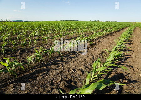 ILLINOIS DeKalb righe di stocchi di mais in campo agricolo in agriturismo in primavera Foto Stock