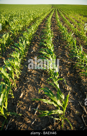 ILLINOIS DeKalb righe di stocchi di mais in campo agricolo in agriturismo in primavera Foto Stock