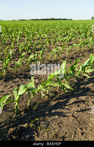 ILLINOIS DeKalb righe di stocchi di mais in campo agricolo in agriturismo in primavera Foto Stock