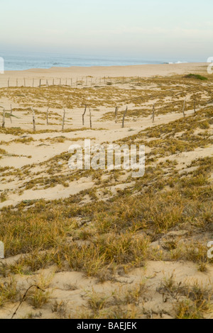 Messico Todos Santos filo spinato sulle dune di sabbia lungo la Pacific Ocean Beach la protezione di tartarughe di mare area di nidificazione Foto Stock