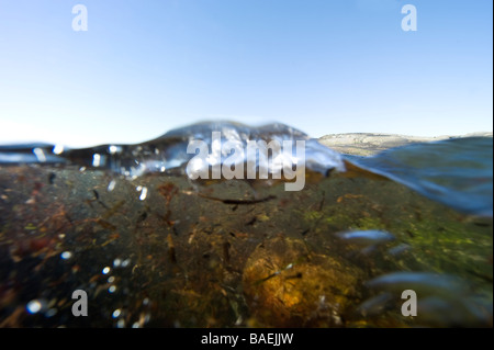 Sotto l'acqua, Svezia west coast, split vision. Foto Stock