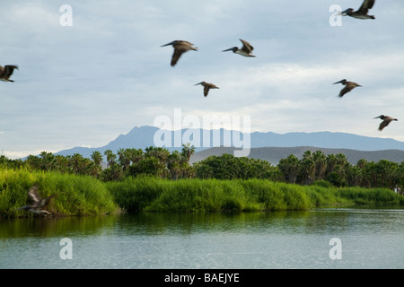 Messico Todos Santos pellicani marroni volando sopra la laguna di acqua dolce con le montagne sullo sfondo vicino Las Pocitas beach Foto Stock