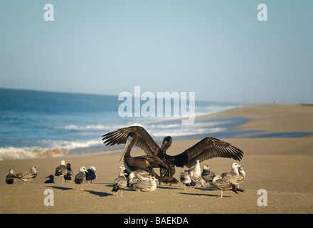 Messico Todos Santos pellicano bruno uccello ali di spandimento fuori ad asciugare sulla spiaggia lungo Oceano pacifico mare gabbiani Foto Stock