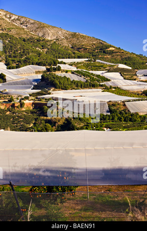 Coperti di Alberi vicino alla città di Bollula Costa Blanca Provincia di Alicante Comunidad Valenciana Spagna Europa Foto Stock