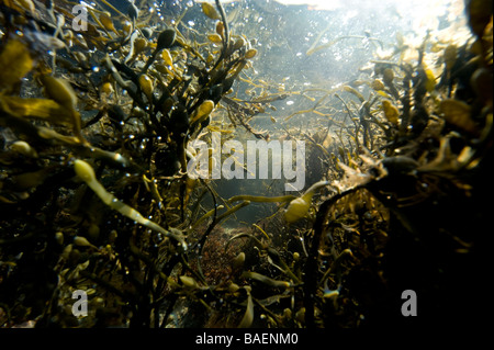 Marrone Marine alges subacquea, Svezia costa ovest. Foto Stock