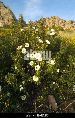 Gomma Gomma cisto cisto Cistus ladanifer Extremadura Spagna Foto Stock