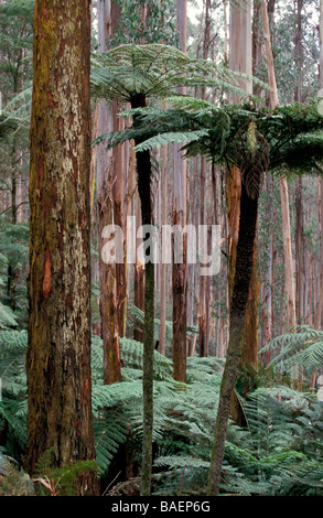 Montagna foresta di cenere e ruvide felci arboree Yarra varia National Park Victoria Australia Foto Stock