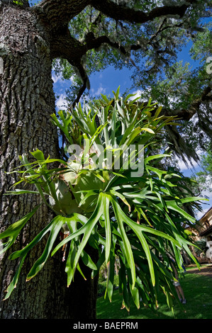 Pineta Estate alla Bok Tower Gardens Pietra Miliare Storica Nazionale, staghorn fern Foto Stock