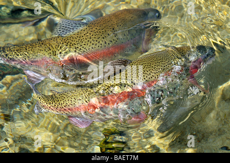 Coppia di trota iridea Oncorhynchus mykiss di nuoto in superficie in acqua fresca con fondo sabbioso a fish hatchery in sandwich, Cape Cod Massachusetts Foto Stock