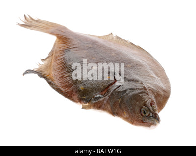 Appena pescato crudo intero crudo Pesce piatto Passera di mare isolata contro uno sfondo bianco con nessun popolo e un tracciato di ritaglio Foto Stock