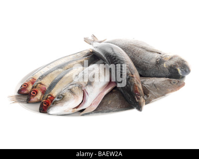 Selezione di pescato fresco a crudo pesce crudo compresi aringhe, sgombri, orate e spigole Agianst isolati uno sfondo bianco con n. di persone Foto Stock