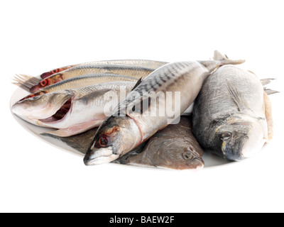 Selezione di pescato fresco a crudo pesce crudo compresi aringhe, sgombri, orate e spigole Agianst isolati uno sfondo bianco con n. di persone Foto Stock