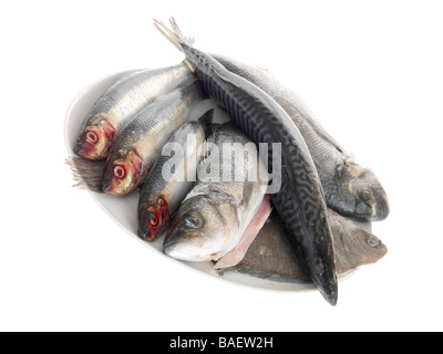 Selezione di pescato fresco a crudo pesce crudo compresi aringhe, sgombri, orate e spigole Agianst isolati uno sfondo bianco con n. di persone Foto Stock