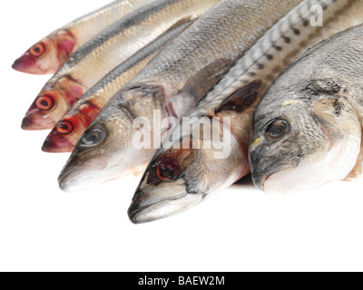 Selezione di pescato fresco a crudo pesce crudo compresi aringhe, sgombri, orate e spigole Agianst isolati uno sfondo bianco con n. di persone Foto Stock