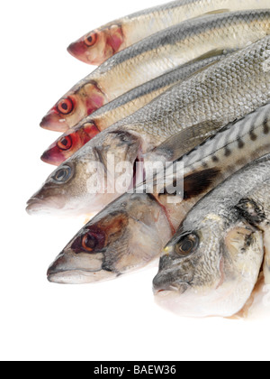 Selezione di pescato fresco a crudo pesce crudo compresi aringhe, sgombri, orate e spigole Agianst isolati uno sfondo bianco con n. di persone Foto Stock
