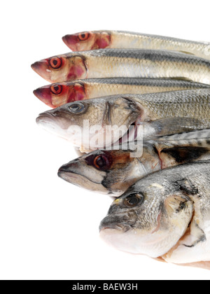 Selezione di pescato fresco a crudo pesce crudo compresi aringhe, sgombri, orate e spigole Agianst isolati uno sfondo bianco con n. di persone Foto Stock