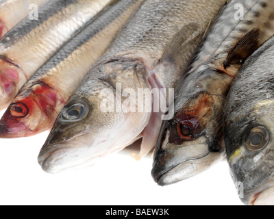 Selezione di pescato fresco a crudo pesce crudo compresi aringhe, sgombri, orate e spigole Agianst isolati uno sfondo bianco con n. di persone Foto Stock