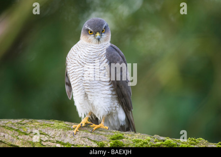 Femmina adulta Eurasian Sparviero (Accipiter nisus) arroccato su di un registro Foto Stock