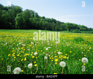 GB HAMPSHIRE SELBORNE appendiabiti da EWELL Foto Stock