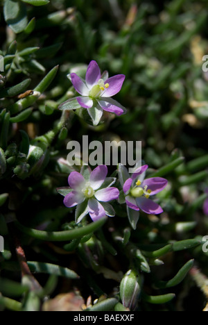 Mare Minore-SPURREY SPERGULARIA MARINA Foto Stock