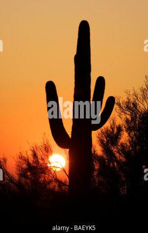 Cactus Saguaro al tramonto - Lost Dutchman State Park - Apache Junction, Arizona Foto Stock