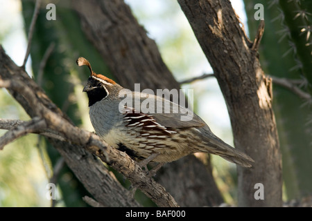 La Gambel Quaglia - Desert Botanical Gardens - Phoenix, Arizona Foto Stock