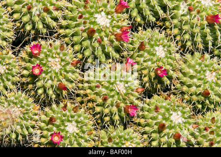 Impianto di Cactus - Desert Botanical Gardens - Phoenix, Arizona Foto Stock