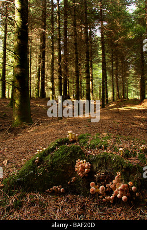 Una numerosa colonia di zolfo ciuffo funghi Hypholoma fasciculare su un vecchio ceppo di albero nella pineta di pino silvestre Limousin Francia Foto Stock