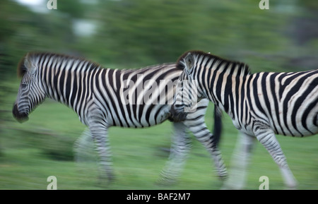 Zebra in movimento, il Parco Nazionale Kruger, Sud Africa Foto Stock