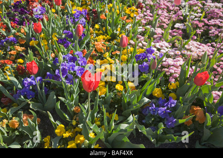 Fiori dettaglio, Commonwealth park, Canberra, Australian Capital Territory, Australia Foto Stock