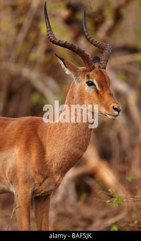 Un toro impala, Kruger National Park, Sud Africa Foto Stock