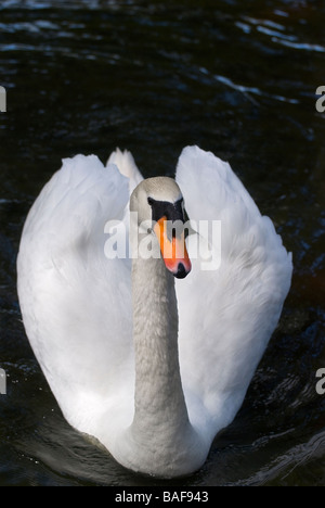 Bianco cigno Cygnus olor nella riflessione stagno di Bok Tower Gardens Pietra Miliare Storica Nazionale Lake Wales Florida Foto Stock