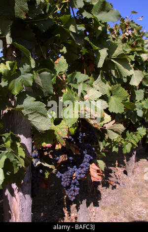 Cose di rosso merlot nel vigneto. St Emilion Gironde Aquitaine. Francia StEmilion verticale vigne09771 Foto Stock