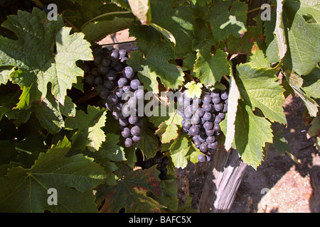 Cose di rosso merlot nel vigneto. St Emilion Gironde Aquitaine. Francia StEmilion Orizzontale vigne09774 Foto Stock