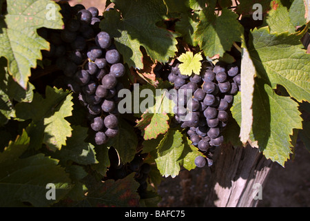 Cose di rosso merlot nel vigneto. St Emilion Gironde Aquitaine. Francia StEmilion Orizzontale vigne09775 Foto Stock