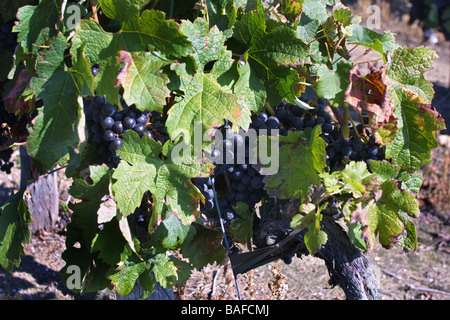 Cose di rosso merlot nel vigneto. St Emilion Gironde Aquitaine. Francia StEmilion Orizzontale vigne09768 Foto Stock