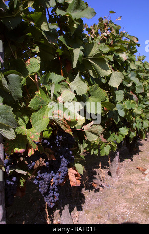 Cose di rosso merlot nel vigneto. St Emilion Gironde Aquitaine. Francia StEmilion verticale vigne09773 Foto Stock