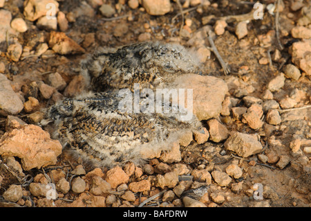 Due pulcini di Res Nightjar collo a nido Spagna Foto Stock