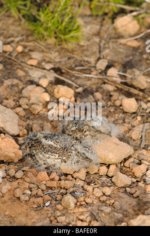 Due pulcini di Res Nightjar collo a nido Spagna Foto Stock