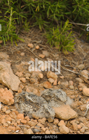 Due pulcini di Res Nightjar collo a nido Spagna Foto Stock