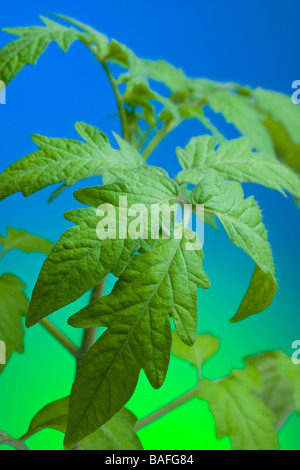 Cimelio di piantine di pomodoro Foto Stock