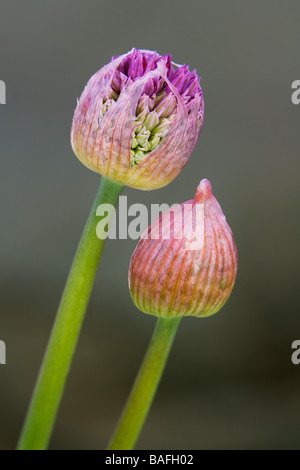 Allium testa di fiori che mostra la germogliazione bulbilli Foto Stock