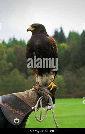 Falco di Harris Parabuteo Unicinctus nella mano di un falconiere Foto Stock