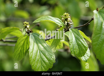 Il persiano Ironwood Tree, Parrotia persica, Hamamelidaceae, Iran e Caucaso Foto Stock